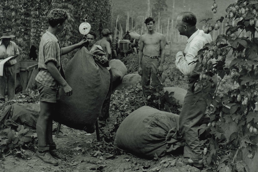 Hop farm workers at Rostrevor Hop Gardens holding up and weighing bags of hops.