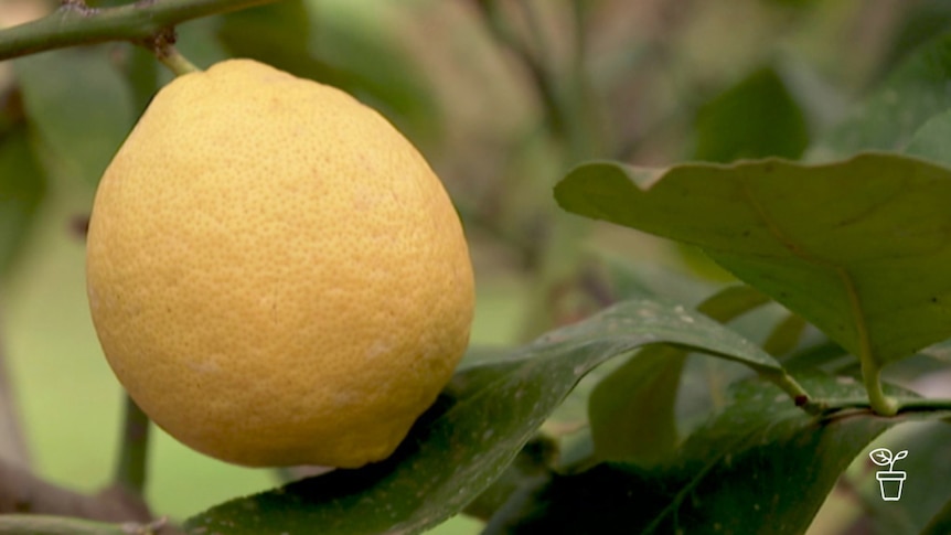 Lemon growing on a tree