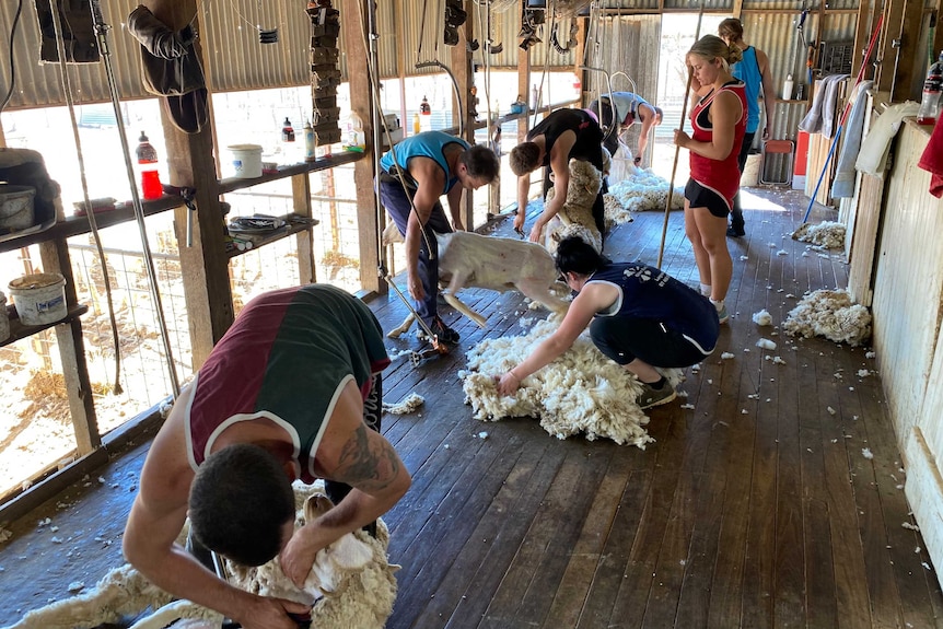 A group of shearers in an outback shed shear sheep and inspect fleece.
