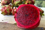  A close up shot of a sliced dragon fruit with its vibrant red interior and tiny black seeds.
