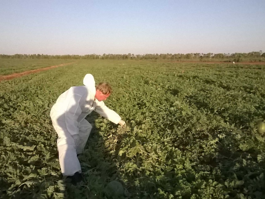 Cucumber Green Mottle Mosaic Virus crisis in NT agriculture