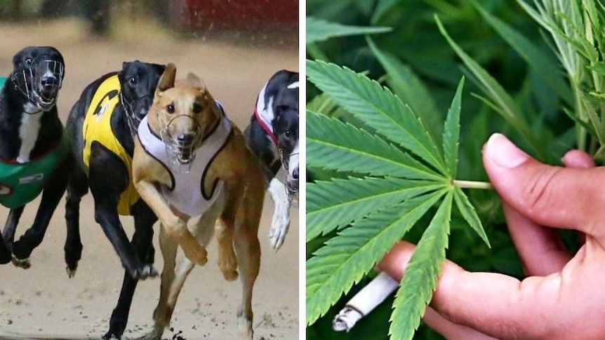 A composite image shows greyhounds in a race and a man holding a cannabis leaf.