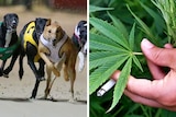 A composite image shows greyhounds in a race and a man holding a cannabis leaf.