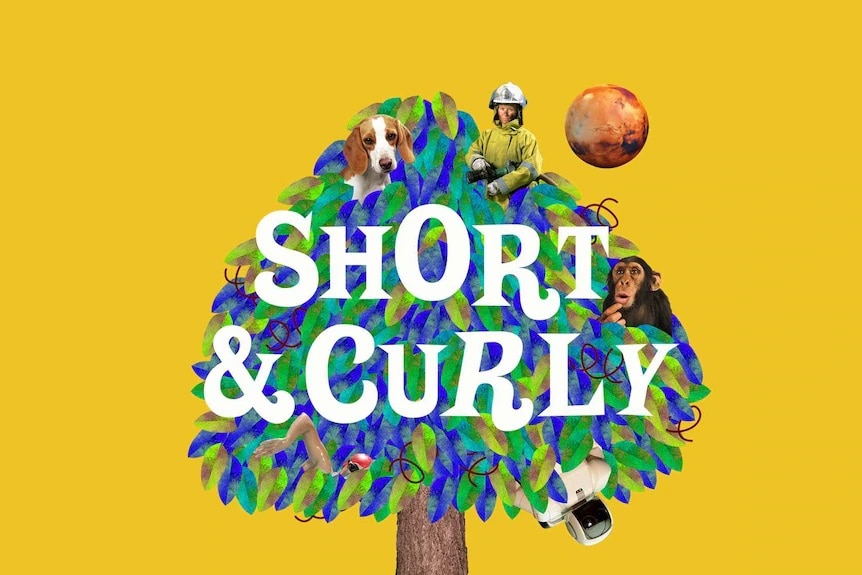 The bright graphic image for the Short and Curly podcast.