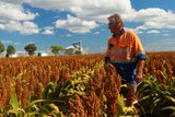 A farmer is looking out at his sorghum crop with blue skies and clouds behind