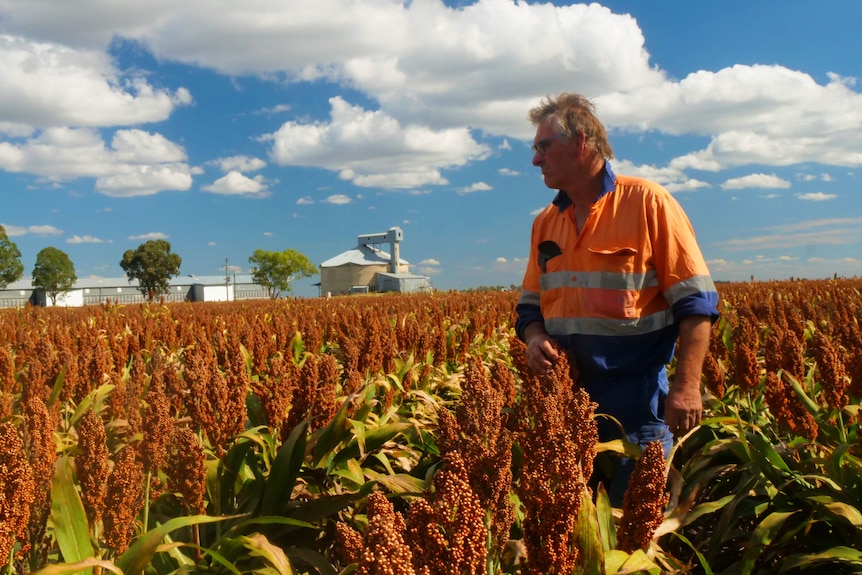 A farmer is looking out at his sorghum crop with blue skies and clouds behind