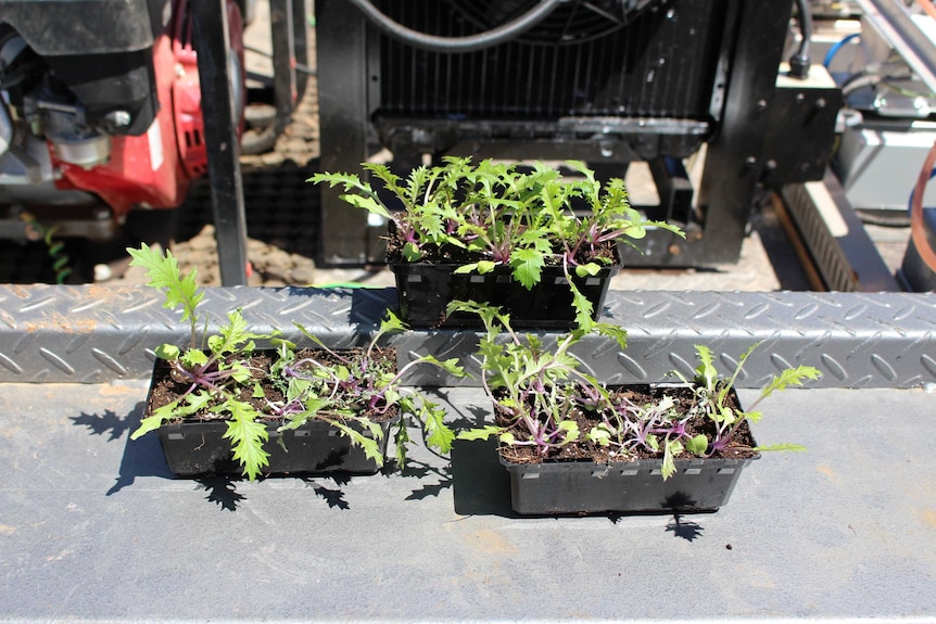 Seedling plants used by Graham Brodie to demonstrate how the microwave weeder works.