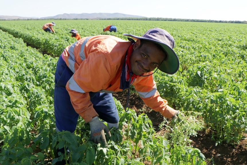 A man tends to vegetables in a field.