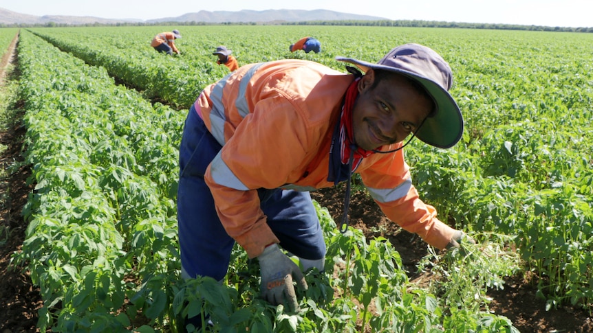 A man tends to vegetables in a field.