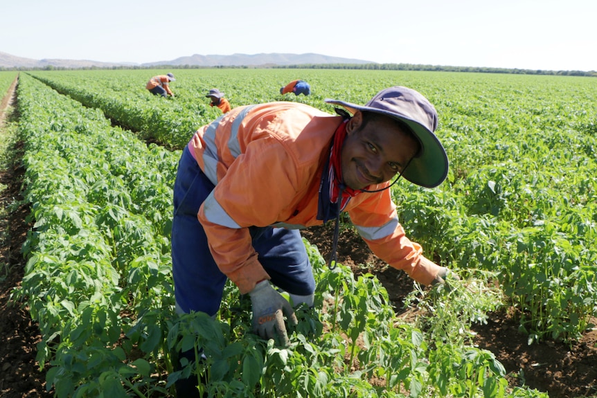 East Timor workers in a chia paddock in Kununurra