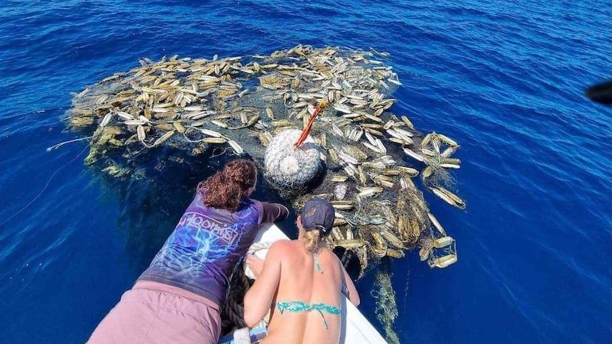 two people lean out of a boat to rescue a turtle from a ghost net.