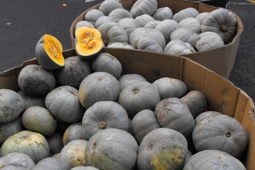 Pumpkins at the Brisbane Market