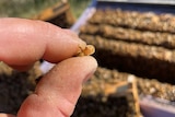 A man holds a bee with a tiny brown varroa mite attached to it.