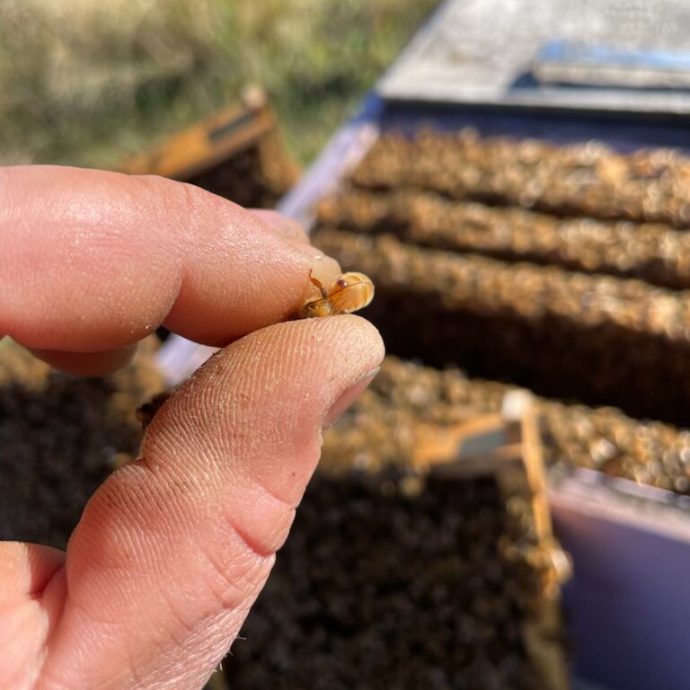 A man holds a bee with a tiny brown varroa mite attached to it.