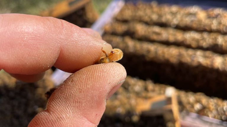 A man holds a bee with a tiny brown varroa mite attached to it.