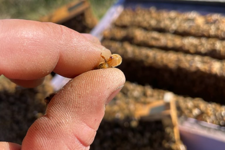 A man holds a bee with a tiny brown varroa mite attached to it.