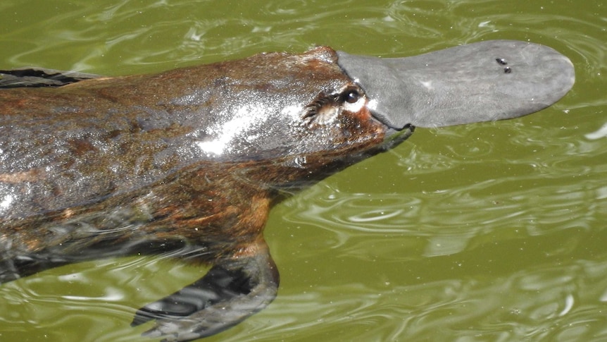 A platypus swims through water.