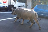 Two water buffaloes run down King Street in Newtown, Sydney.