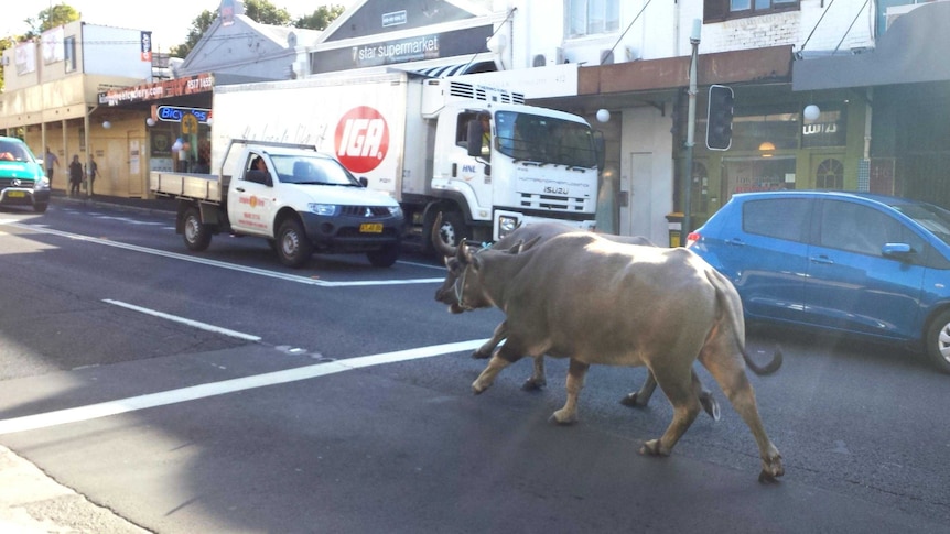 Two water buffaloes run down King Street in Newtown, Sydney.