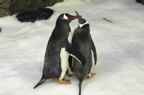 Two penguins