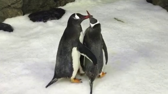 Two penguins