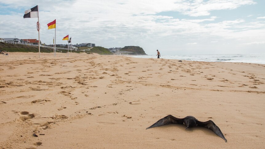 A dead bird with its wings spread lies on a beach near red and yellow flags.