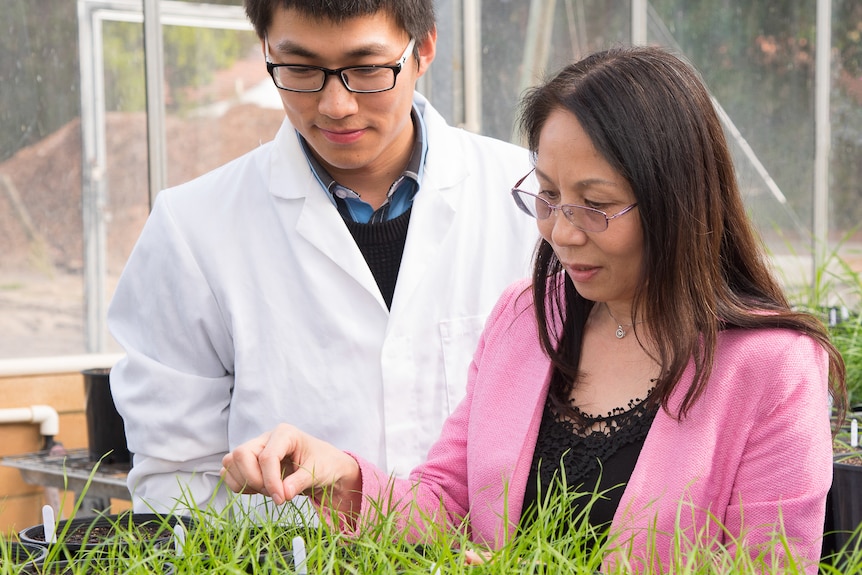 Male and female researcher inside a lab, reviewing growing crops