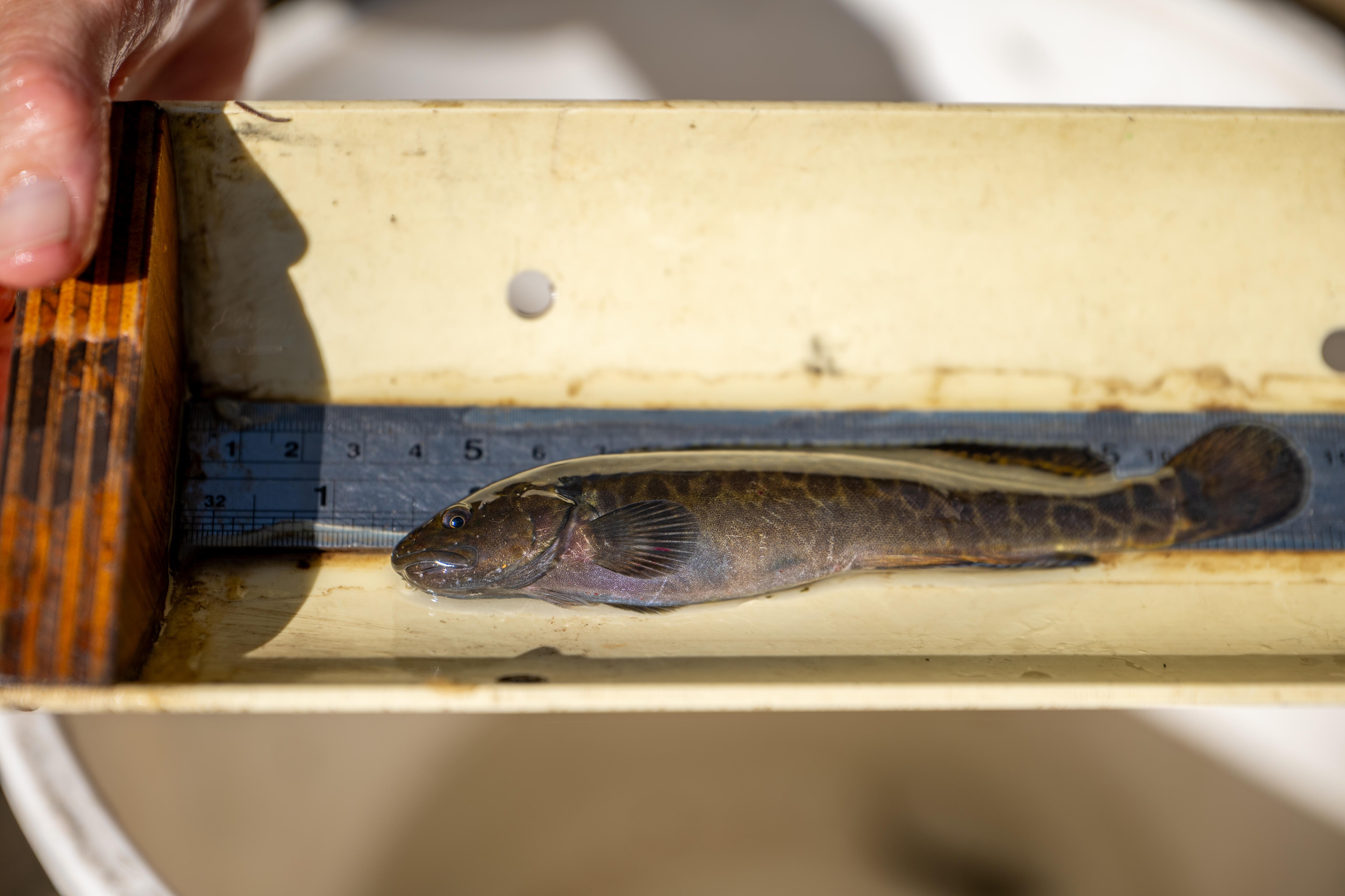 A two-spined blackfish being measured with a ruler above a water-filled bucket.