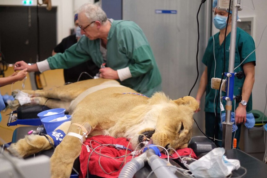 A lion on an operating table.