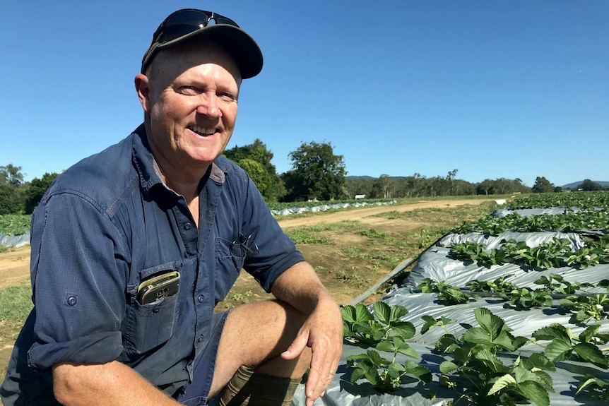 Adrian Schultz crouching by rows of strawberries in rows, growing out of the top of grey plastic.