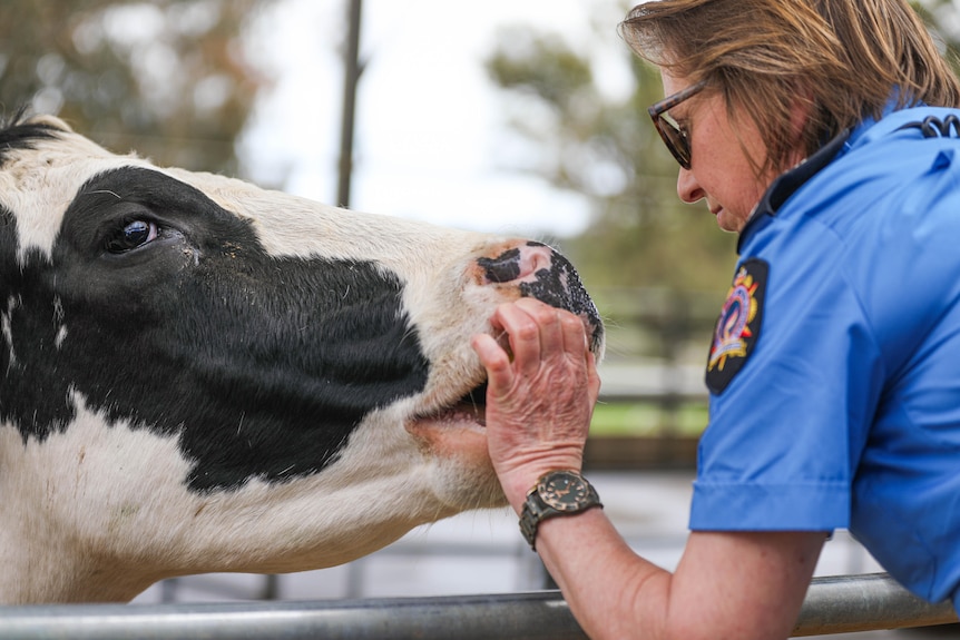 A female police officer feeds a cow some apples