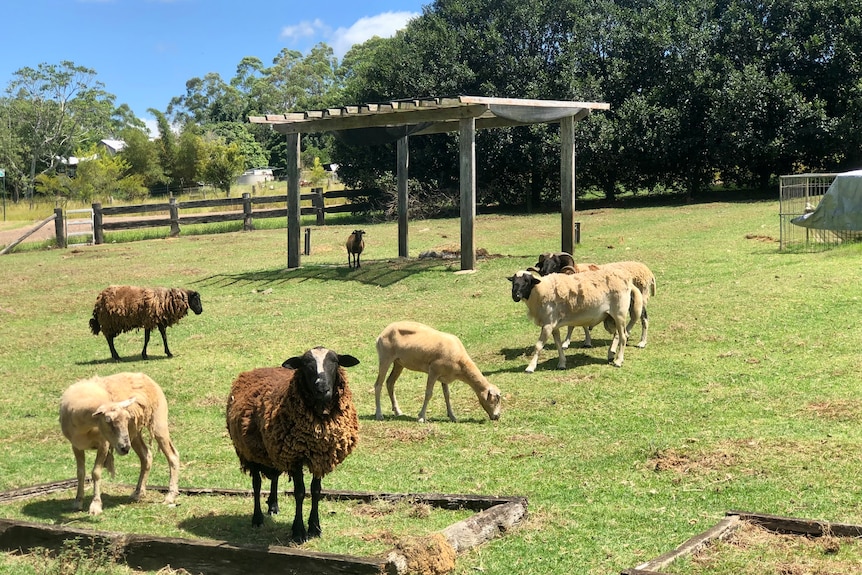 Sheep in a field