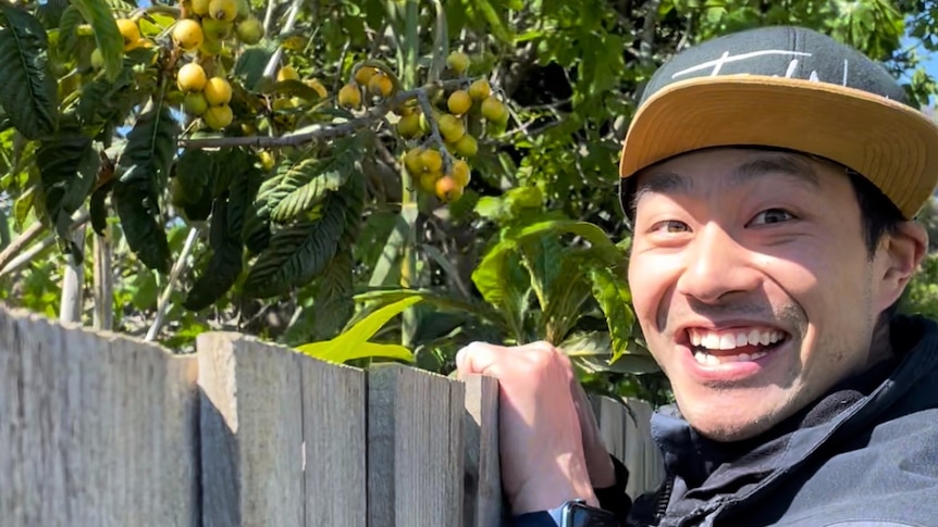 A man peaks over a fence smiling with a loquat tree in the background