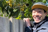 A man peaks over a fence smiling with a loquat tree in the background