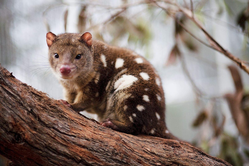 Spotted-tailed quolls