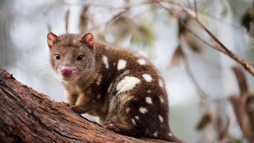A brown tigerquoll with white spots on a tree branch.