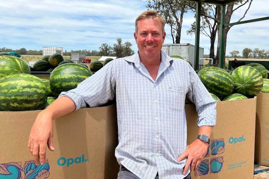A man leans against a large box of watermelons