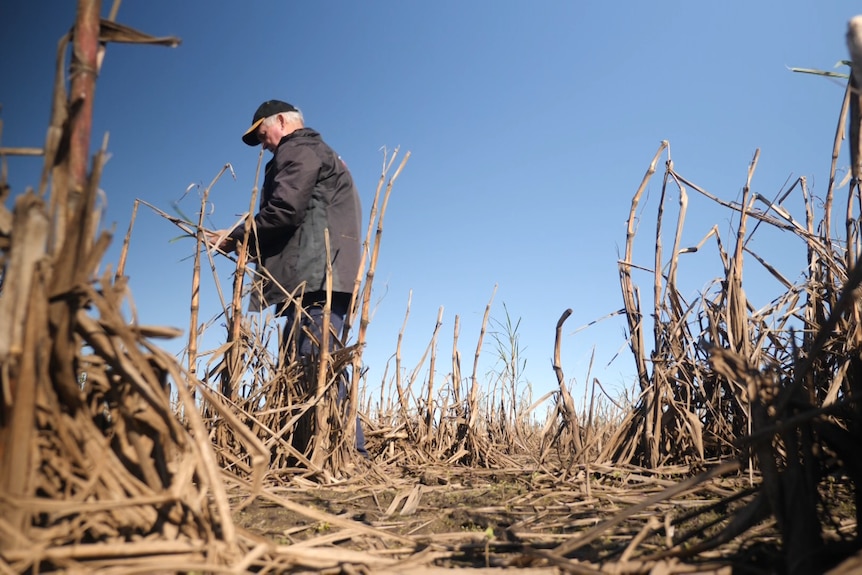 Profile shot of farmer inspecting dead cane