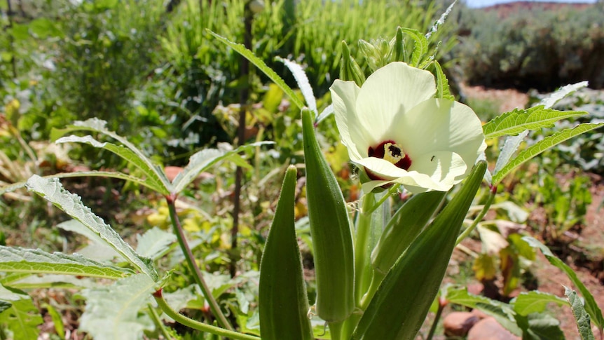 A close picture of a flower and garden in background