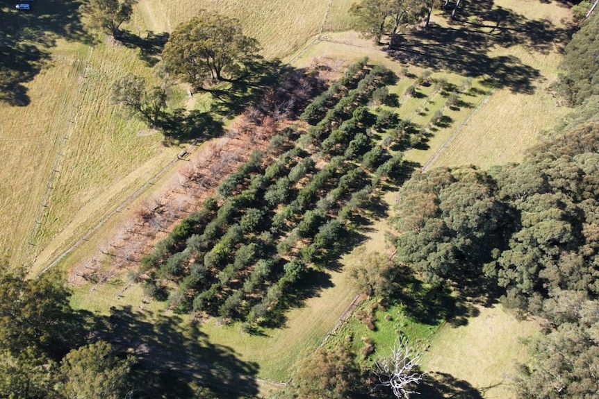 An aerial view of rows of oak trees.