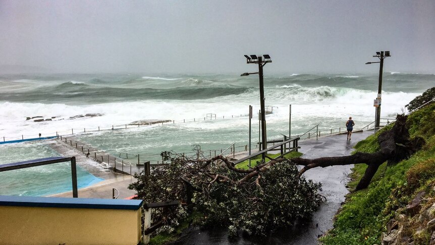 Rogh seas and a fallen tree at Dee Why beach.