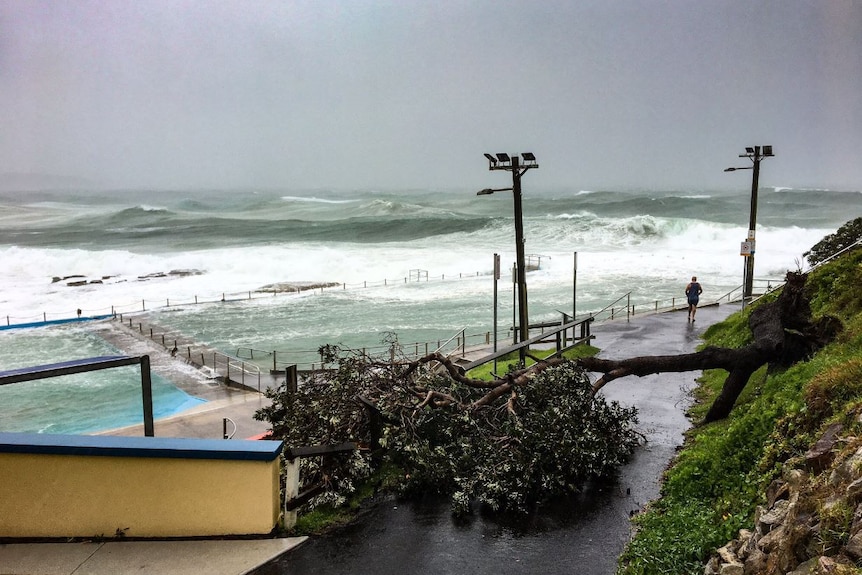 Rogh seas and a fallen tree at Dee Why beach.