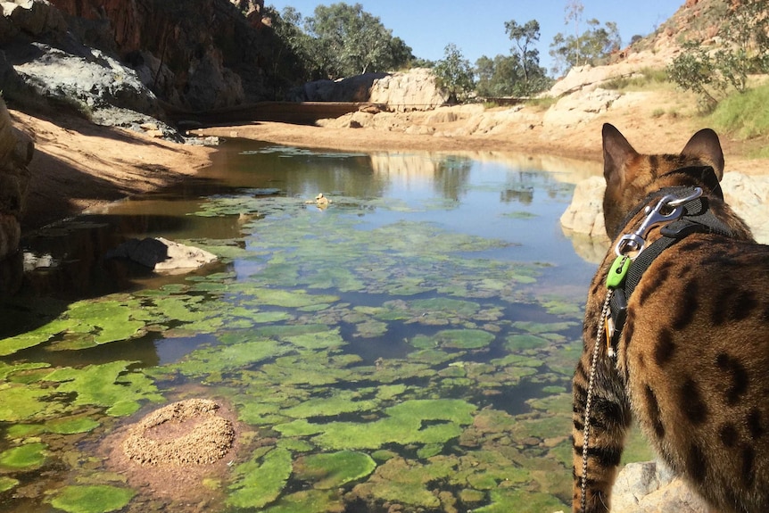 A cat with dark brown spots stands on one of the rocks surrounding a waterhole with green algae in it.