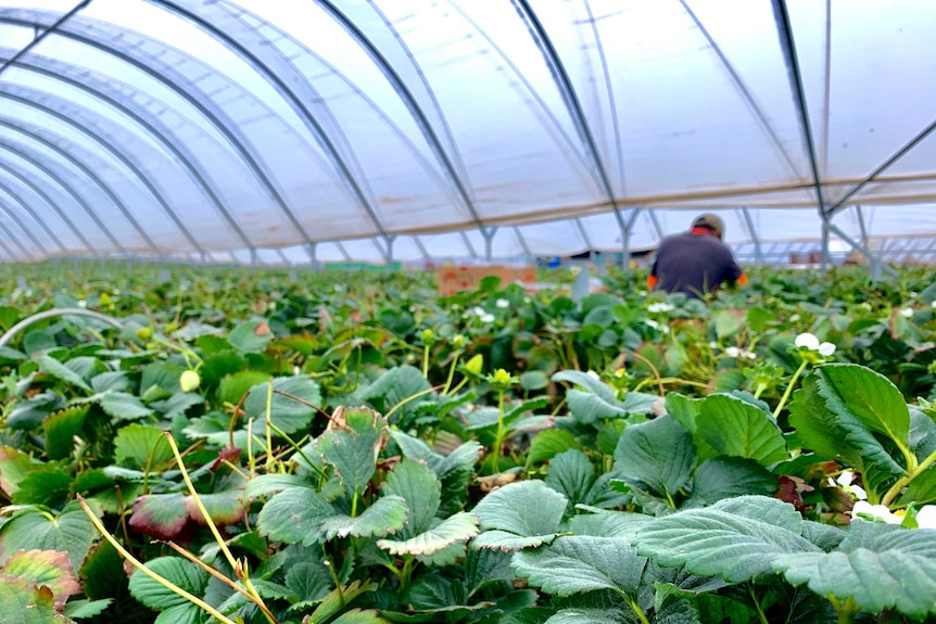 A wide photo of a berry farm with plants that are flowering under a big tunnel.