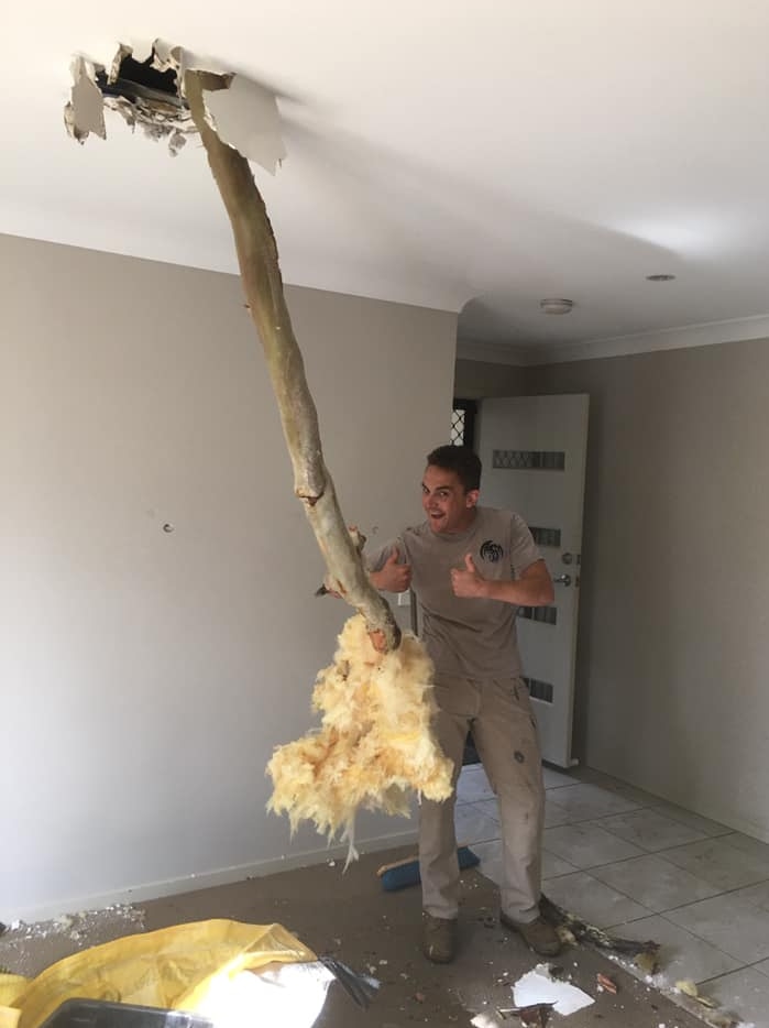 A branch pierces the roof of a house.