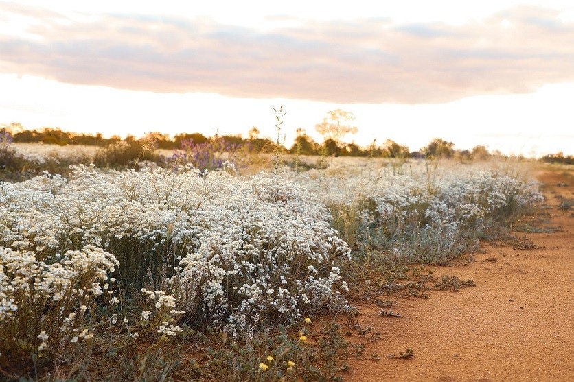 Everlasting paper daisies line a sandy track on a farm near Gunbar in New South Wales