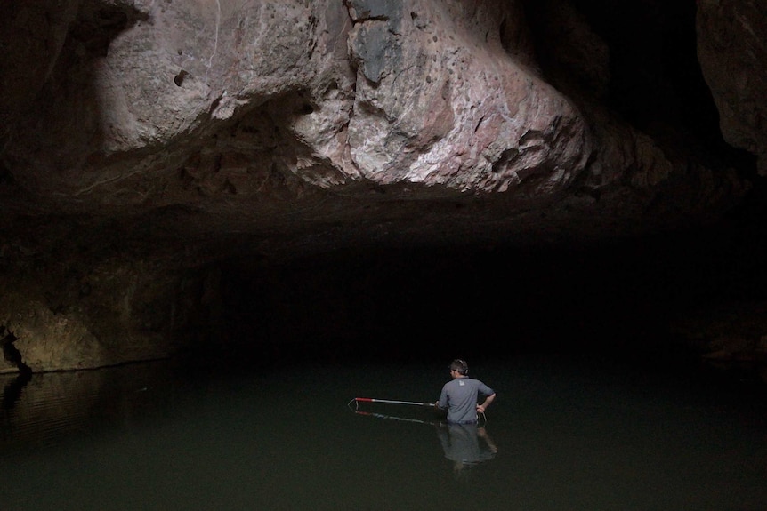 Rangers wade through waist-deep water at Tunnel Creek, WA surveying crocodile population numbers.