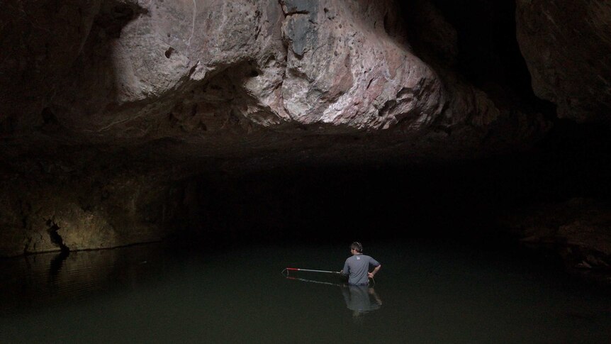 Rangers wade through waist-deep water at Tunnel Creek, WA surveying crocodile population numbers.