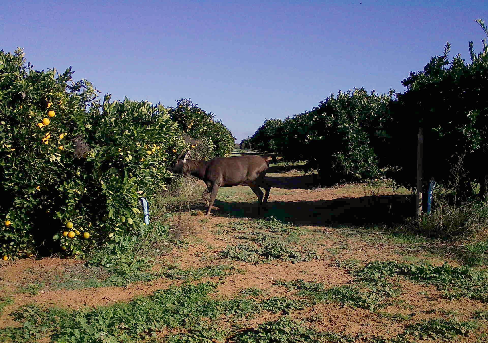 a deer eats citrus off a tree 