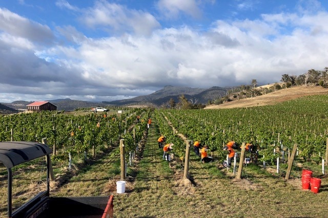 pickers cut  bunches of grapes by hand